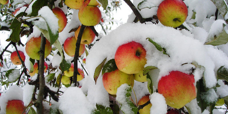 В чем заключается смысл песни "Яблоки на снегу"?